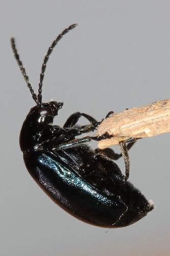 Agelastica alni
