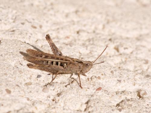 Réf. 238 163 : Chorthippus sp.