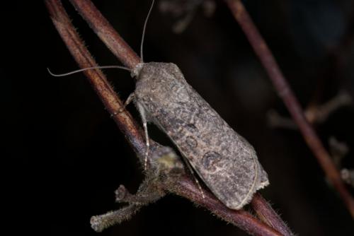 Réf. 238 354 : Agrotis segetum