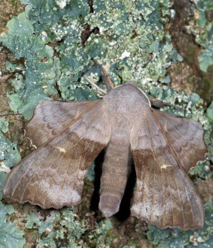 Réf. 238 254 : Laothoe populi