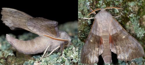 Laothoe populi