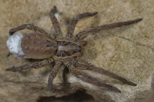 Hogna radiata