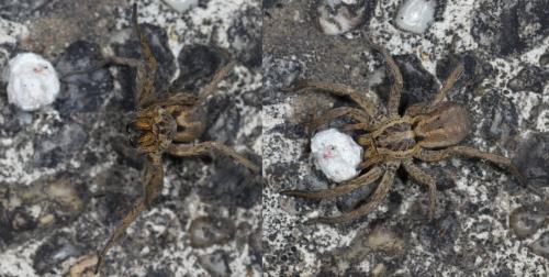 Hogna radiata