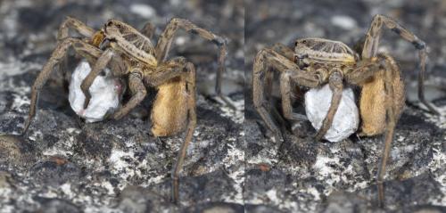 Hogna radiata