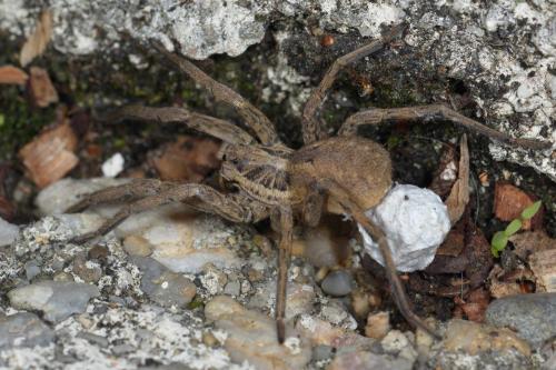 Hogna radiata