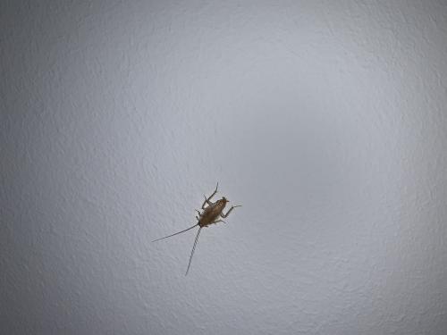 Ectobius sp.