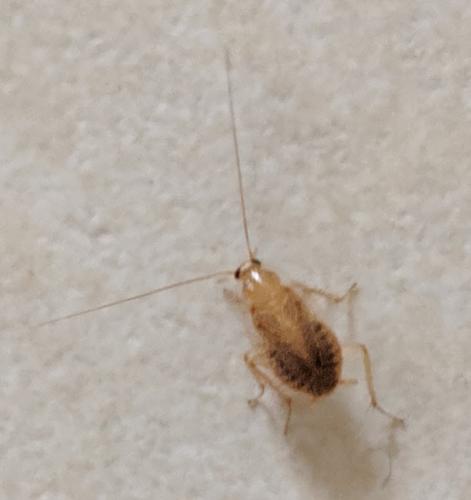 Réf. 238 442 : Planuncus vinzi