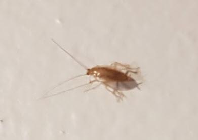 Planuncus vinzi