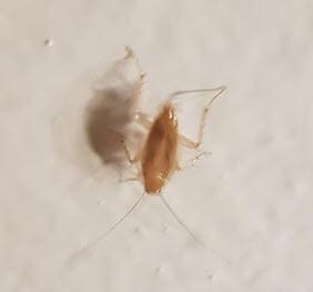 Planuncus vinzi
