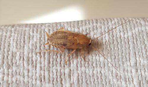 Réf. 238 457 : Planuncus vinzi