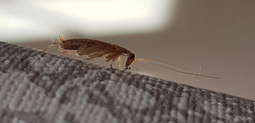 Planuncus vinzi
