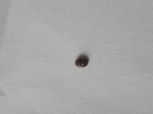 Ixodes ricinus
