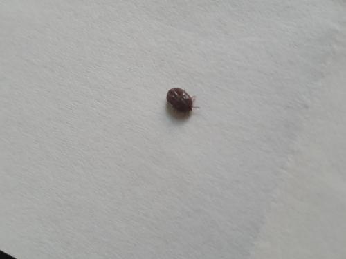 Ixodes ricinus
