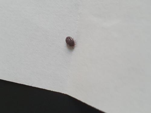 Ixodes ricinus