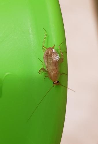 Ectobius sp.