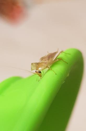 Ectobius sp.
