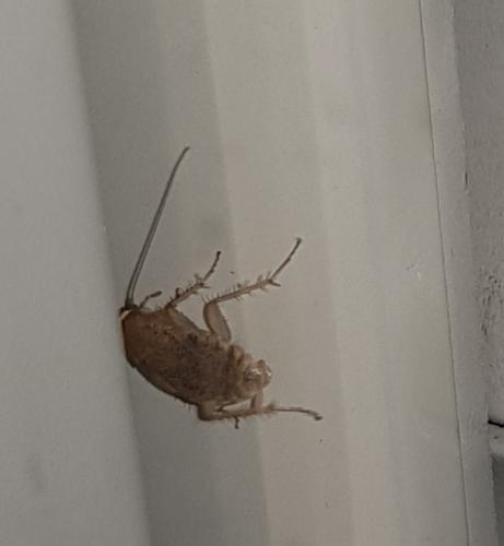 Ectobius sp.