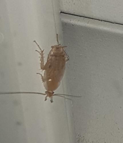 Ectobius sp.