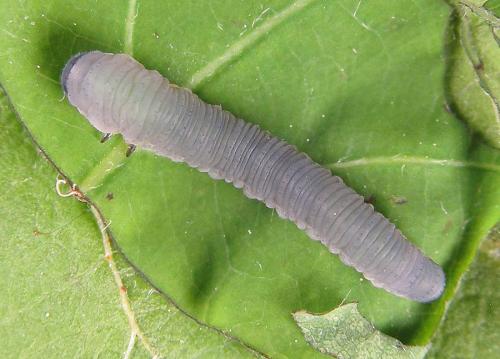 Réf. 238 582 : Apethymus serotinus