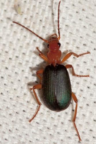 Brachinus sp.