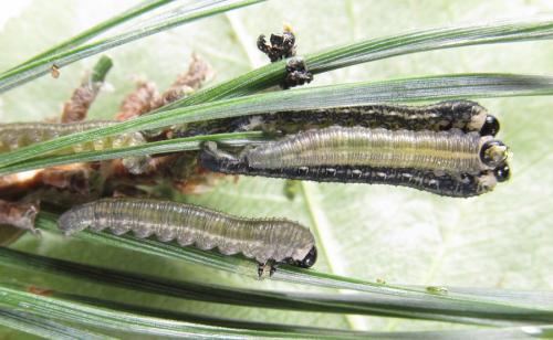 Réf. 238 331 : Neodiprion sertifer