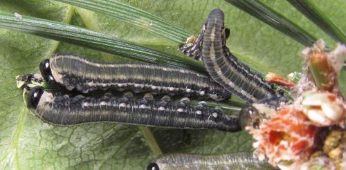 Réf. 238 332 : Neodiprion sertifer
