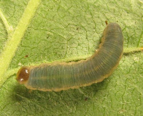 Réf. 238 587 : Apethymus serotinus