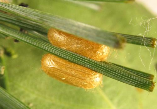 Réf. 238 333 : Neodiprion sertifer