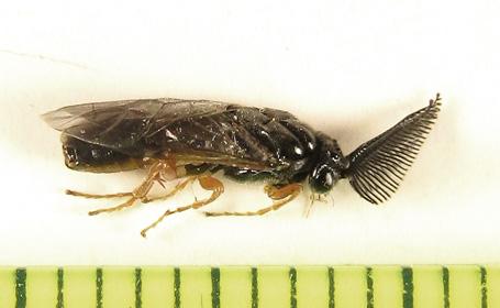 Réf. 238 334 : Neodiprion sertifer