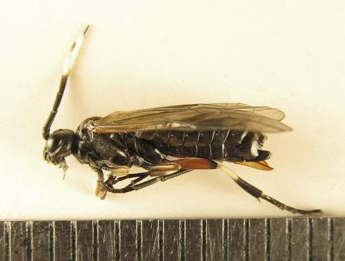 Réf. 238 588 : Apethymus serotinus
