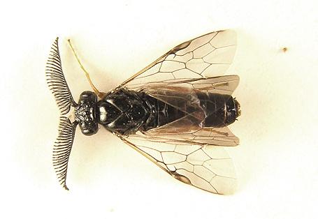 Réf. 238 335 : Neodiprion sertifer