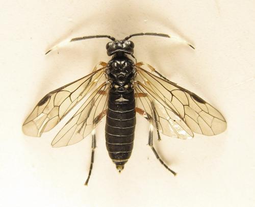 Réf. 238 589 : Apethymus serotinus