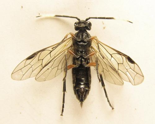 Réf. 238 590 : Apethymus serotinus