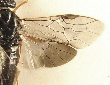 Réf. 238 337 : Neodiprion sertifer