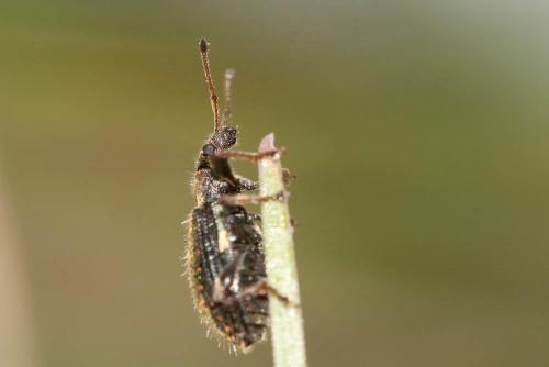 Phyllobius betulinus