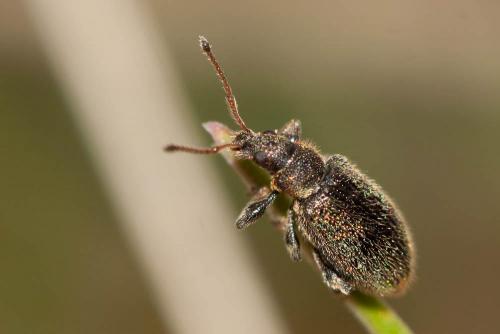 Phyllobius betulinus