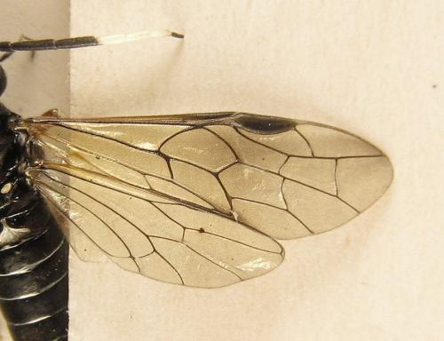 Réf. 238 591 : Apethymus serotinus