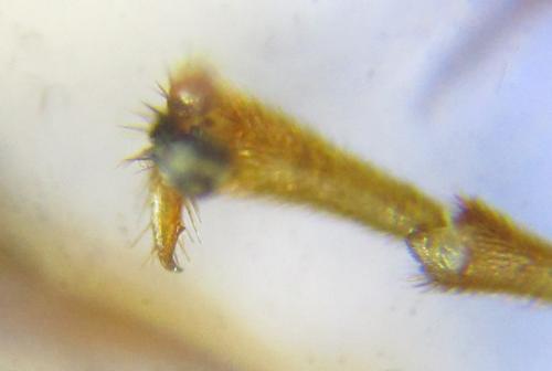 Réf. 238 338 : Neodiprion sertifer