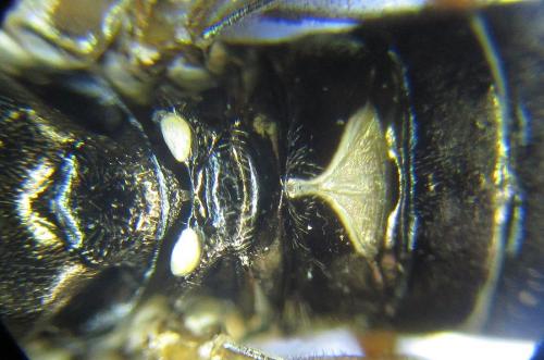 Réf. 238 592 : Apethymus serotinus