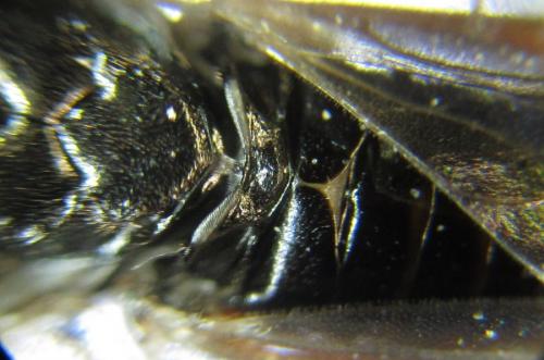 Réf. 238 339 : Neodiprion sertifer