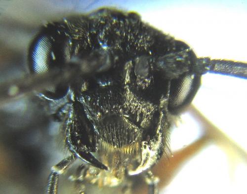Réf. 238 594 : Apethymus serotinus