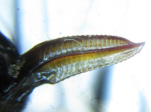 Réf. 238 595 : Apethymus serotinus