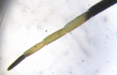 Réf. 238 597 : Apethymus serotinus