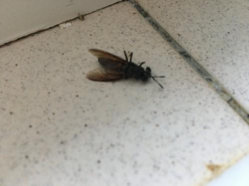 Hermetia illucens