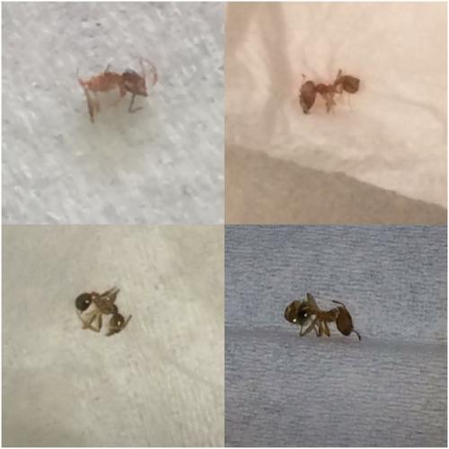 Réf. 238 126 : Pheidole pallidula