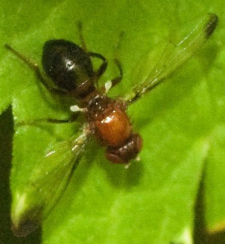 Mycetaulus bipunctatus