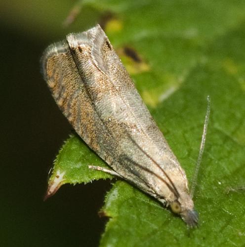 Réf. 238 413 : Dichrorampha sp.