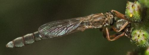 Réf. 238 784 : Leptogaster sp.