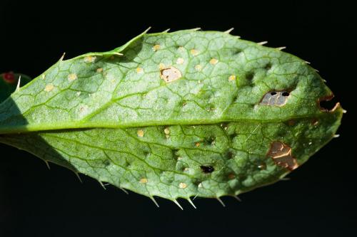 Réf. 238 452 : Trioza scottii