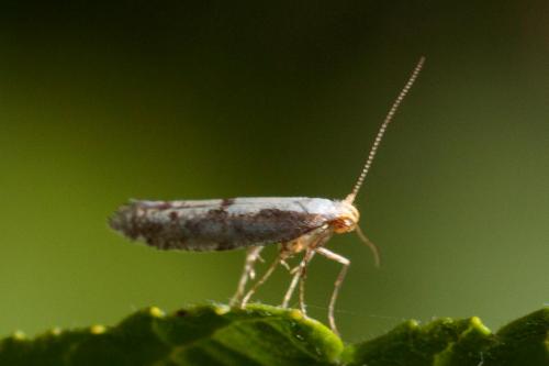 Argyresthia sp.